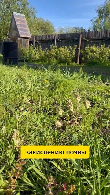 Вместо клубники- хвощ и подорожник#домюрьича#сортаклубники#жизньвдеревне#хвощ#подорожник#дача#