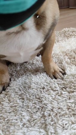 #французскийбульдог #бульдоги #собаки #собакиприколы #намордникдлябульдога