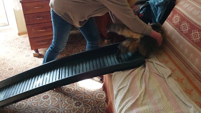 Приучаем ходить по лестнице кошку Ульси  Март 2024