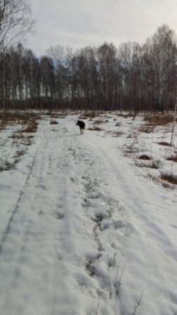 Канадский волк - гибрид. 31 марта 2025