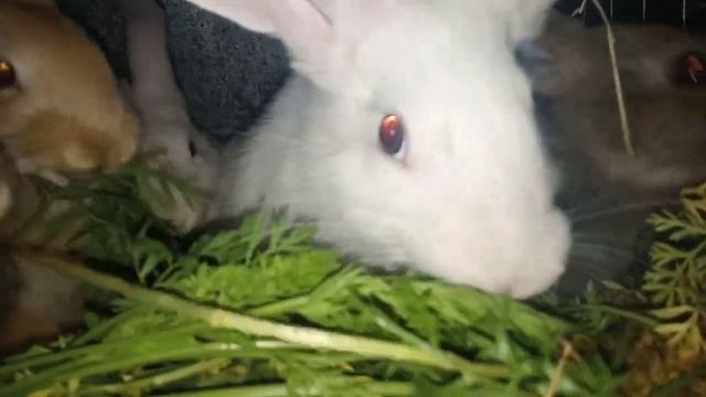 кролики/rabbits