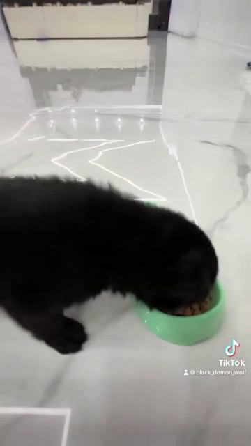 Вечно голодный щенок. Немецкая овчарка смотреть онлайн