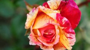 Rose Broceliande