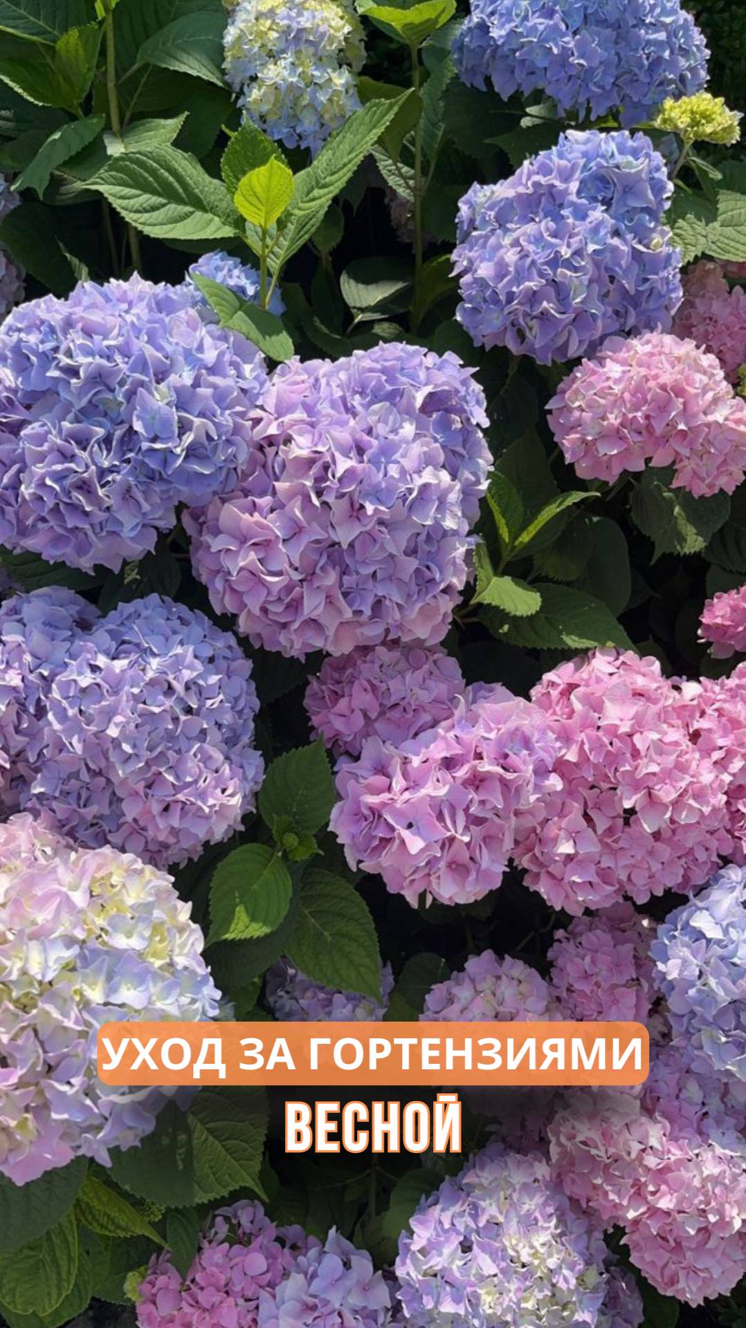 Уход за гортензиями весной смотреть онлайн