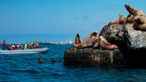 Экскурсии к лежбищам сивучей стартовали на Сахалине. Животные не боятся людей и контактируют с ними