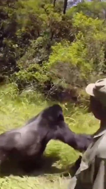 Агрессивная Горилла ударила женщину | Короткое Видео Из ТИК ТОКА | Вирусные | Интернет #shorts смотреть онлайн