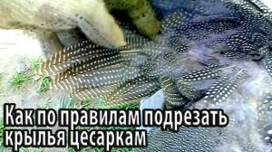Как по правилам подрезать крылья цесаркам