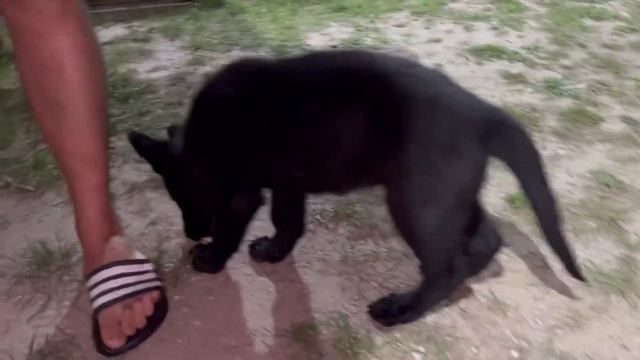 Что умеет щенок немецкой овчарки в 2,5 месяца смотреть онлайн