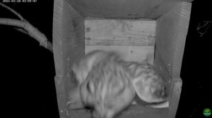 Ушастый принес для перекуса дичь