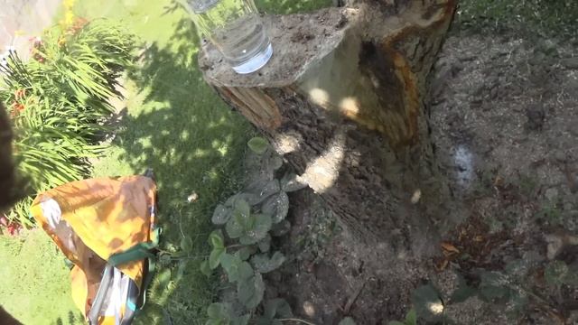 Реанимация древней яблони. Садовая археология. Прививки в спил черенками в июле смотреть онлайн