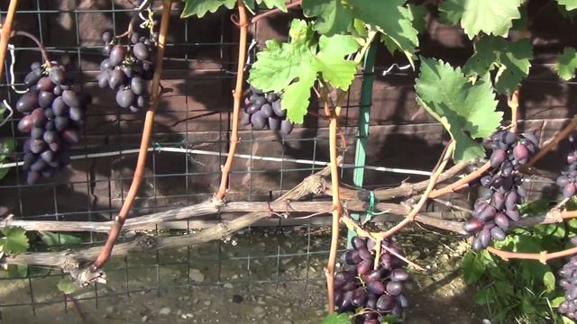 Как увеличить урожайность винограда в Средней полосе