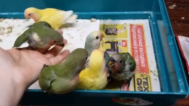 Розовощекие.Часть 3.Пишите на почту. смотреть онлайн