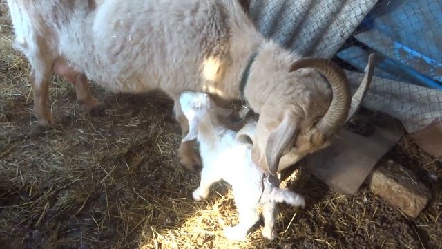 5 апреля 2024г, у Милашки козлята родились! смотреть онлайн