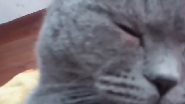 Кот сразу после кастрации. смотреть онлайн