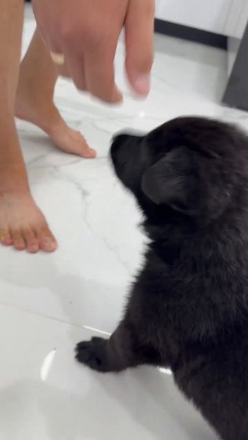 Команда «сидеть». Щенку 1 месяц и 10 дней смотреть онлайн