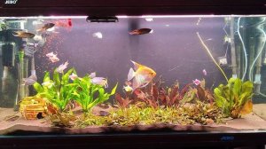 Аква 300 литров после прополки.