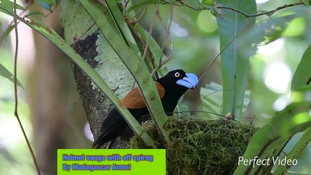 Helmet Vanga смотреть онлайн