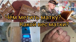 Выход маток 100% Взвешивание и Мечение матак, переходим на лак для ногтей! Ну и не много о прививке.