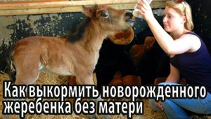Как выкормить новорожденного жеребенка без матери