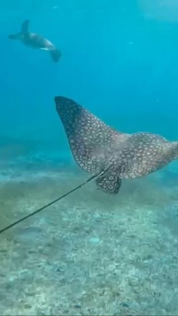 Caribbean Sea Life! #eagleray #barracuda #greenturtle