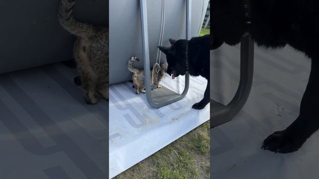 Вычесываем шерсть. #dog #собака #zoo #немецкаяовчарка #животные #blackgermanshepherd #топ смотреть онлайн