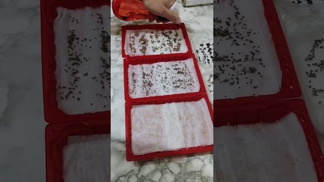 Микрогрин на салфетках дома. ч1 смотреть онлайн