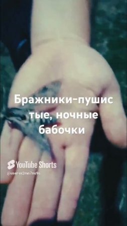 Бражники-пушистые ночные бабочки