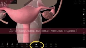 РЕЛИЗ 33 - что нового в атласе _Пирогов__