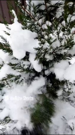 ОЧИЩАЮ МОЖЖЕВЕЛЬНИКИ "СПАРТАН" ОТ СНЕГА🌲❄