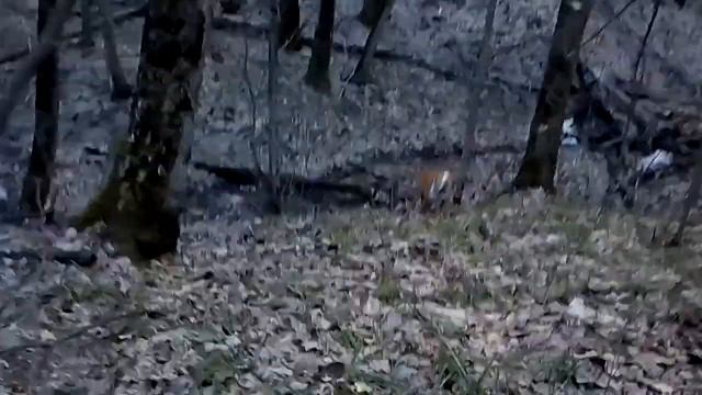 Молька устала смотреть онлайн