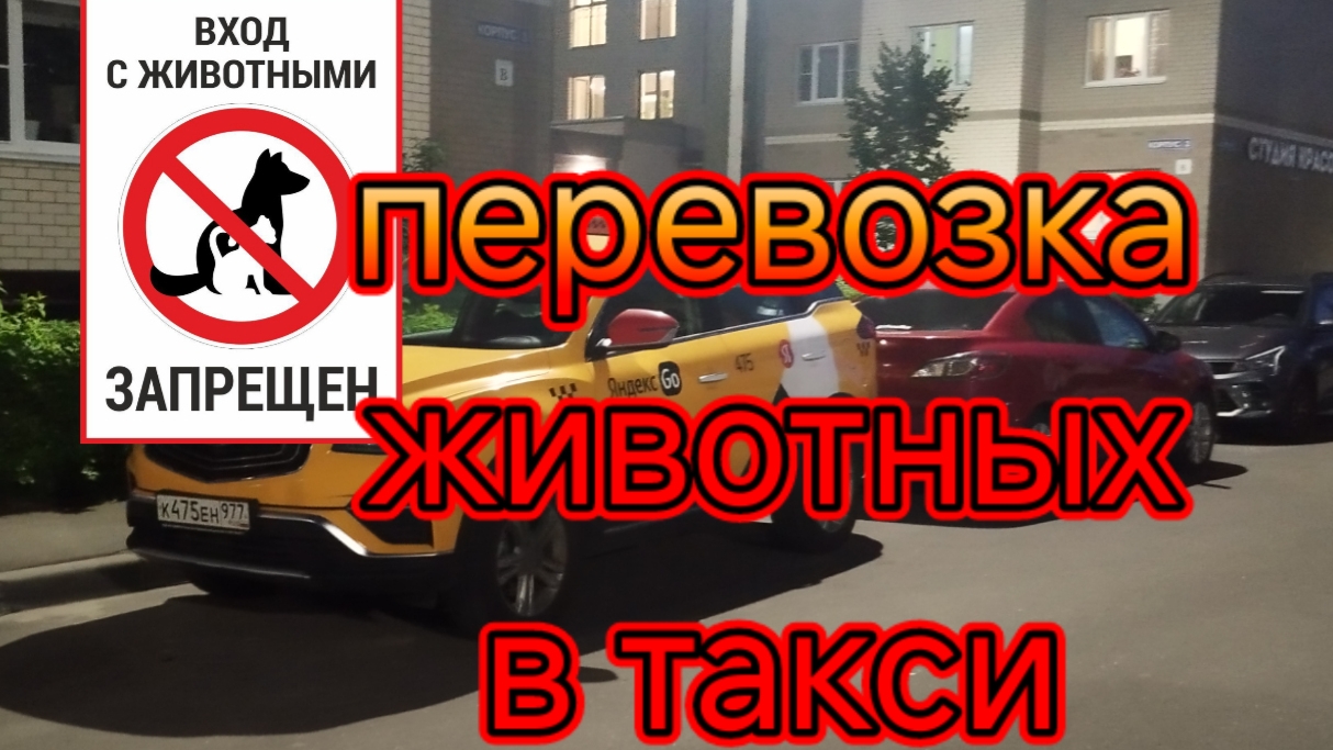 Перевозка животных в яндекс такси.mp4