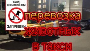 Перевозка животных в яндекс такси.mp4