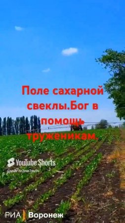 Поле сахарной свеклы