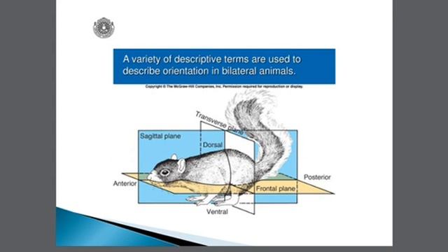 Animal architecture