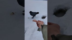 Ручной Ворон