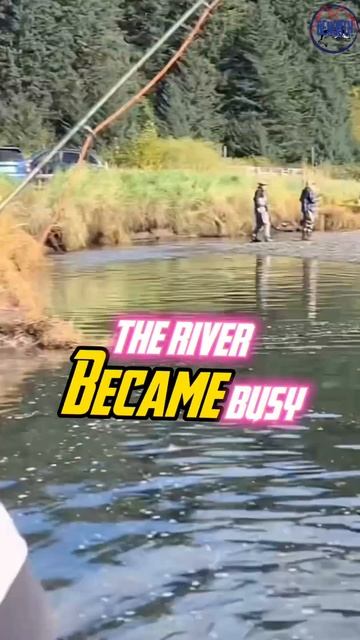 When the salmon comes in..🎣🐻#shorts #bear #shortsfeed смотреть онлайн