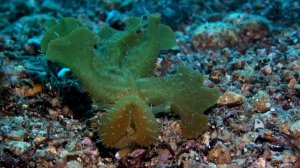 Green Melibe Nudibranch
