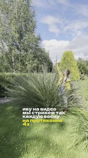 Как обрезать иву маяк #ивамаяк #обрезкаивы #обрезка