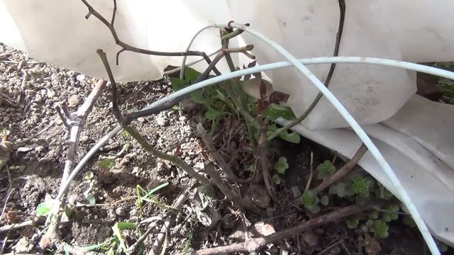 Открытие сезона виноградарства. 1-я обработка кустов по пушистым почкам смотреть онлайн