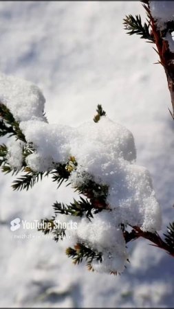 МОЙ САД- ЭТО МОЯ МЕЧТА🌲