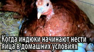 Когда индюки начинают нести яйца в домашних условиях