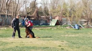 1 Отл. КЧК Аутбек РАДЭК Лучшая защита! №1 / КЧК КРАСНОДАР 30 марта`25 В.Хижняк Моно немецких овчарок