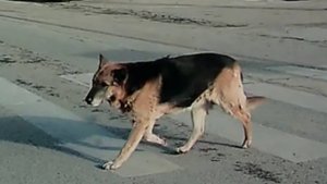 грамотная собака