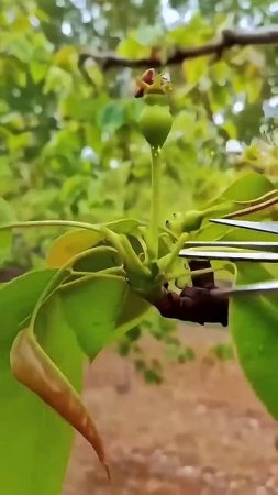 Секатор для прореживания завязи