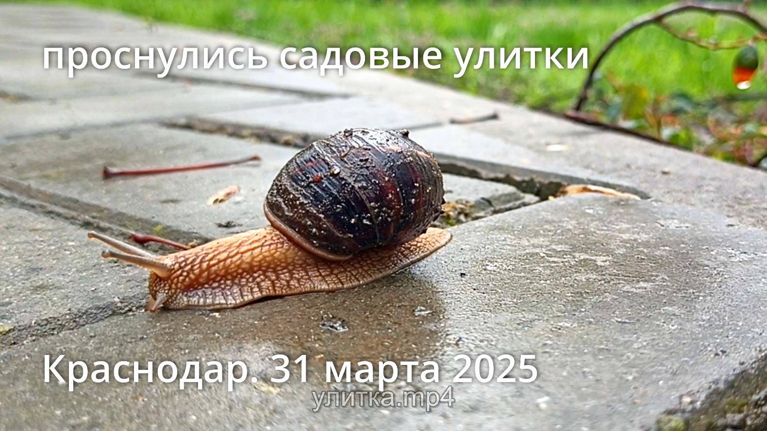 после недели почти летнего тепла 31 марта 2025 - проснулись садовые улитки смотреть онлайн