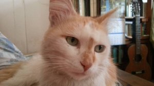 Песня для Его Высочества