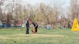 1 Отл. КЧК Чилимгур ЁЗГЕДА +++ №75 / КЧК КРАСНОДАР 30 марта`25 В.Хижняк Моно немецких овчарок