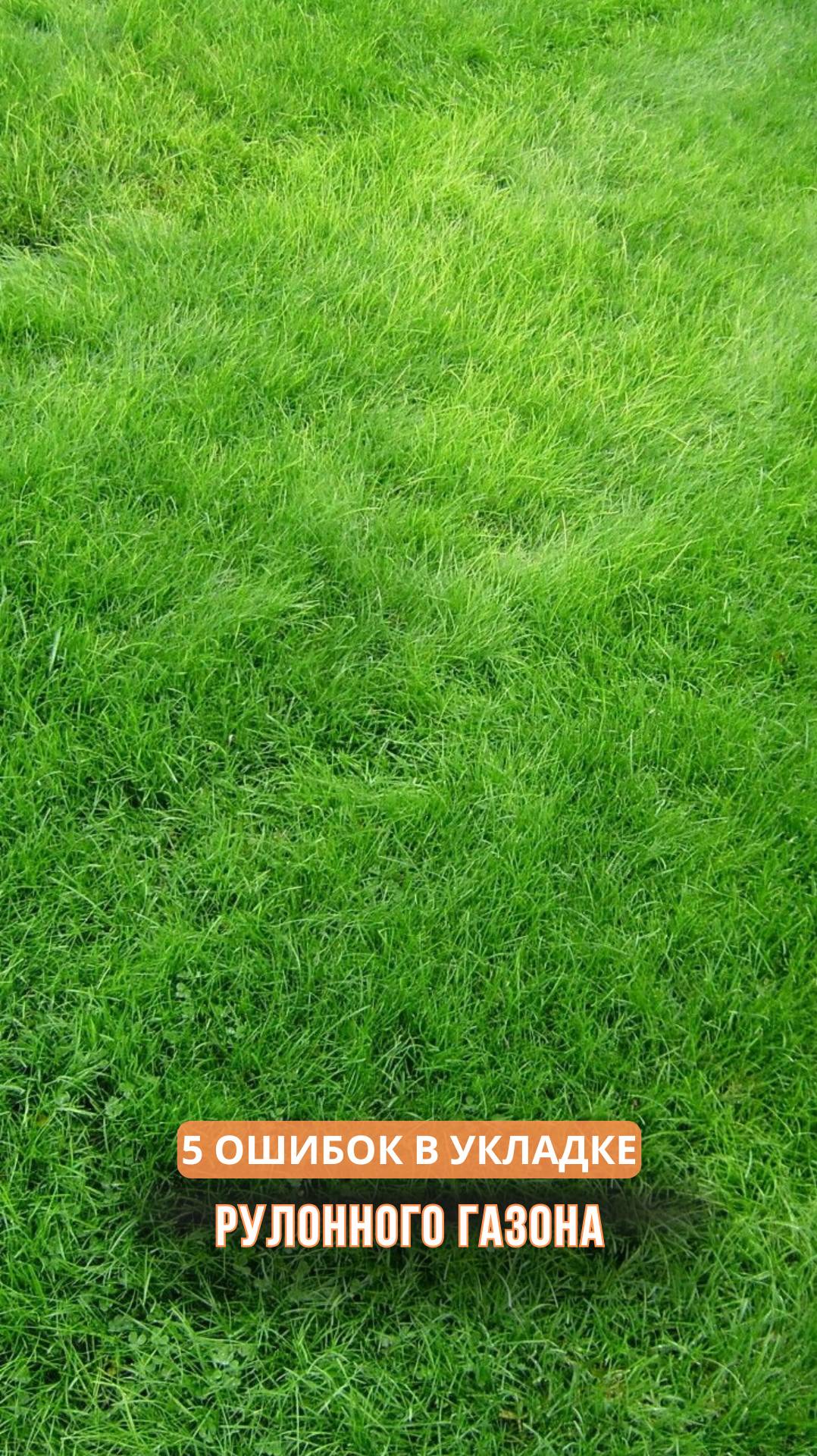 5 ошибок в укладке рулонного газона смотреть онлайн