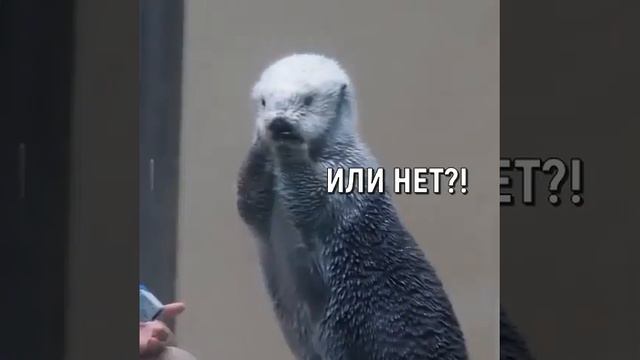 Выдра и доктор #shorts смотреть онлайн