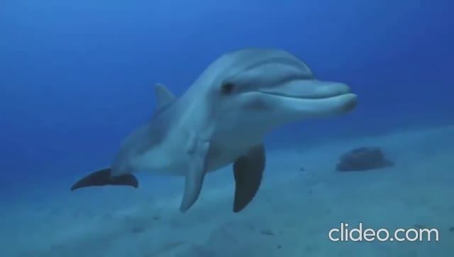 Эдуард Артьемьев - Встреча (мелодия из м/ф "Девочка и дельфин") смотреть онлайн